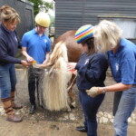 Volunteers helping groom pony tail