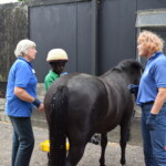 Helping child to groom chestnut pony